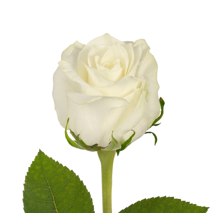 White rose 50 cm.
