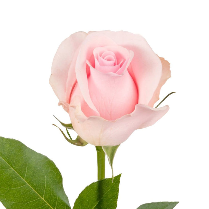 Pink rose 50 cm.