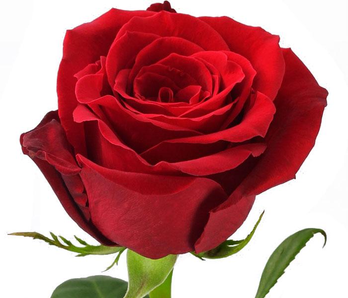Red Roses "Freedom" 50 cm. quantity of your choice