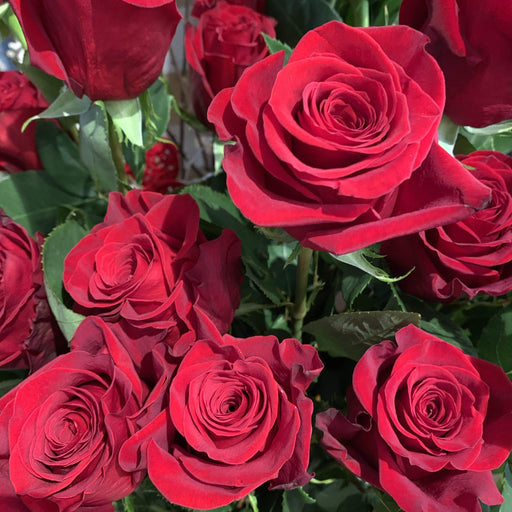 Rose Rosse "Freedom" 70 cm. quantità a vostra scelta fiori-rimini