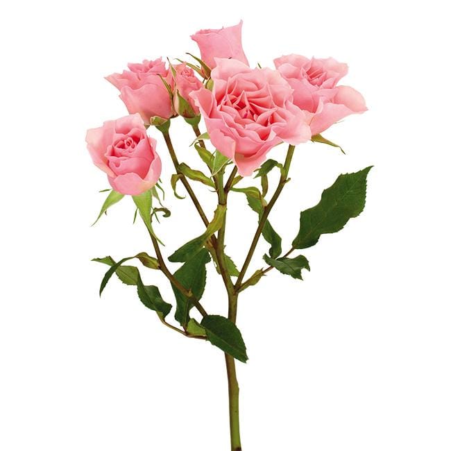 Branched pink roses