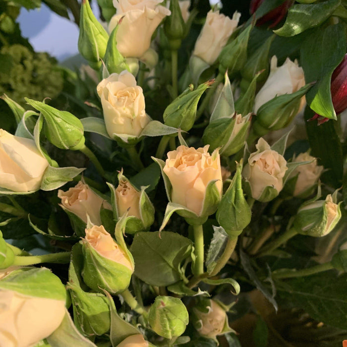 Roselline bianche ramificate fiori-rimini