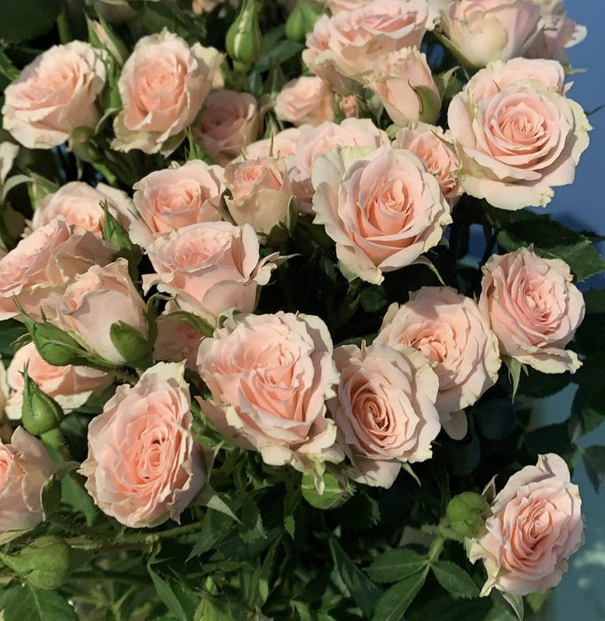 Roselline rosa ramificate fiori-rimini
