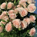 Roselline rosa ramificate fiori-rimini