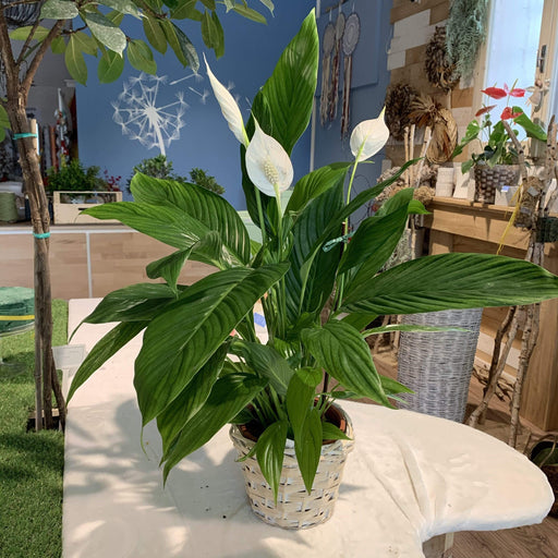 Spathiphyllum o Spatifillo fiori-rimini