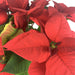Stella di Natale Rossa - Altezza 55 fiori-rimini