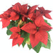 Stella di Natale Rossa - Altezza 55 fiori-rimini