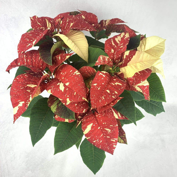 Stella di Natale Variegata - Altezza 55 fiori-rimini