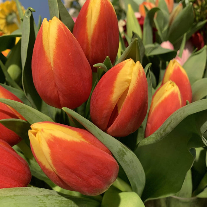 Tulipano arancio con bordo giallo fiori-rimini