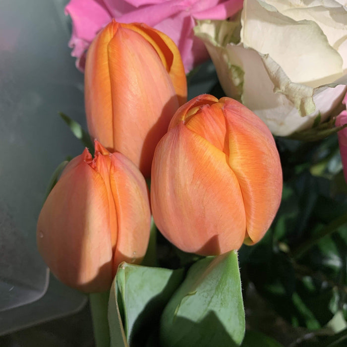 Tulipano arancio fiori-rimini