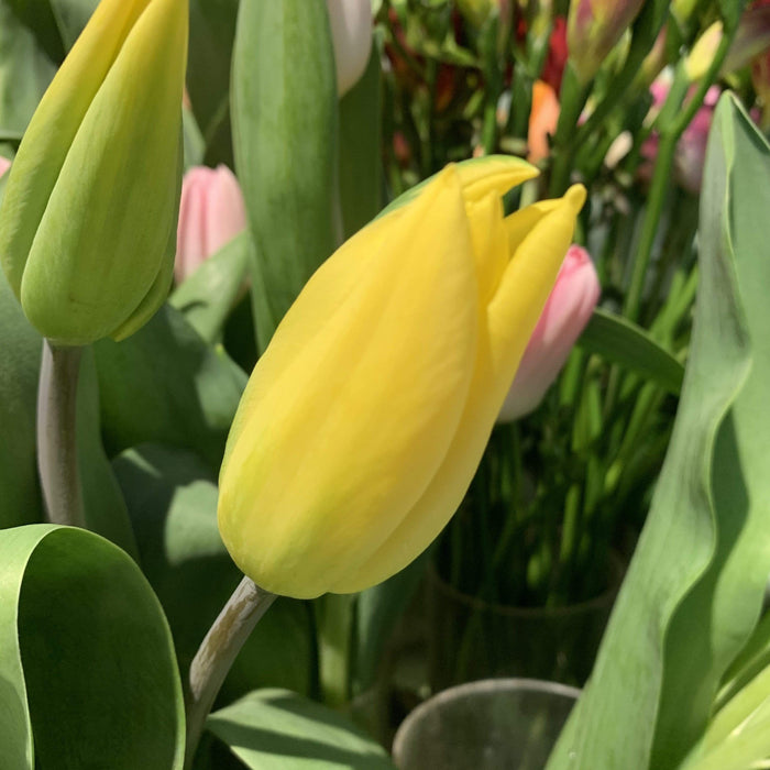 Tulipano giallo fiori-rimini