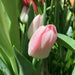 Tulipano rosa fiori-rimini